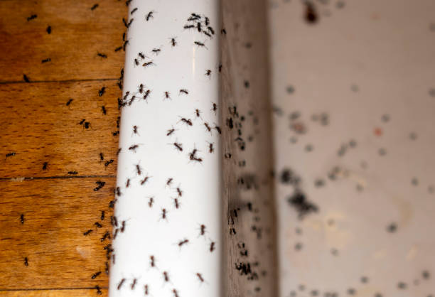 Best Commercial Pest Control Services  in Golden Shores, AZ