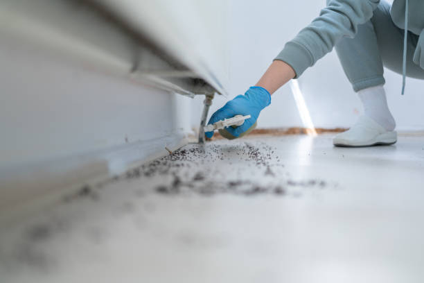 Professional Pest Control in Golden Shores, AZ